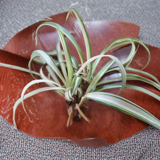 Variegated Spider Plant Live Starts – Chlorophytum comosum | 3 Rooted Plants | 4–6 Inch Starts | Bare Root | Airplane Plant | Easy Care Indoor & Outdoor Houseplant
