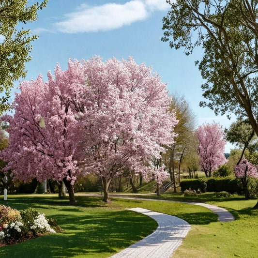 Autumnalis Flowering Cherry Tree Live Plant – 6–10” Tall | 2.5” Pot | Semi-Double White Blooms | Ornamental Cherry Tree | Specimen Tree