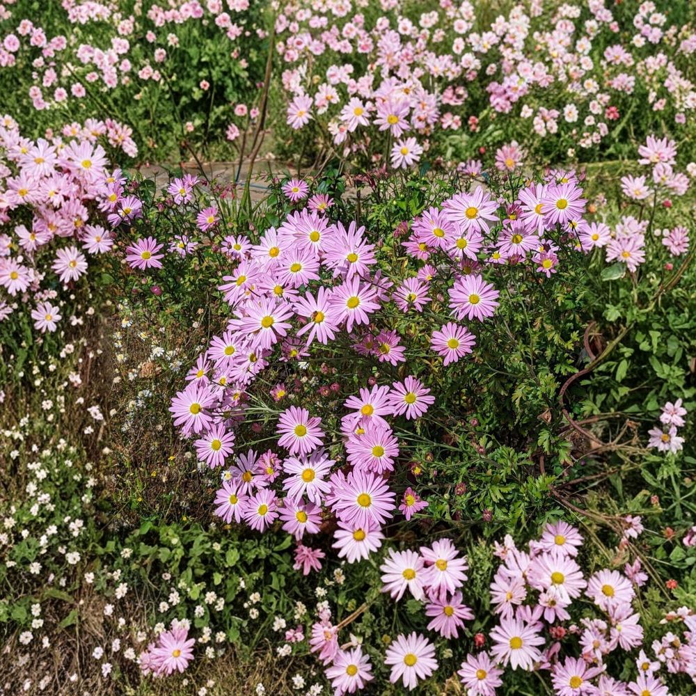 Ryan's Pink Chrysanthemum Live Plants | 7 Rooted Hardy Mum Plants | 4–7 Inches Tall | Pink Perennial Daisy Flowers | Heirloom Garden Favorite