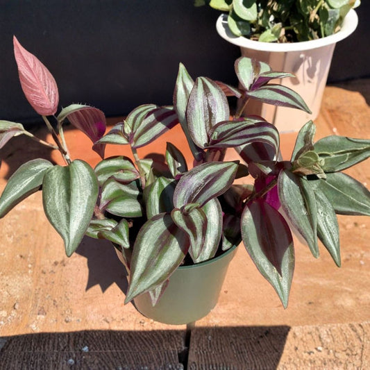 Tradescantia ‘Silver Plus’ – Live Tradescantia zebrina Plant | 3.5–4 Inch Pot | Silver Purple Green Foliage | Trailing Houseplant | Hanging Basket
