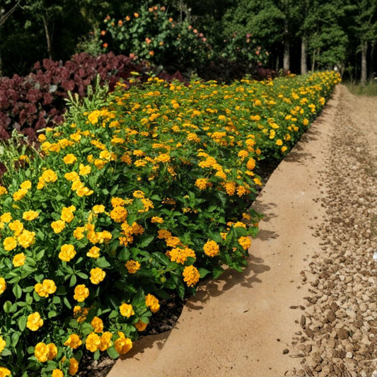 Live Yellow Lantana Plant – 4 Inches Tall | Ships Bare Root (No Pot) | Bright Yellow Flowering Shrub | Butterfly & Pollinator Friendly | Easy to Grow