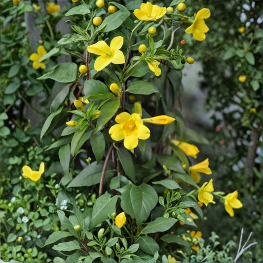 Carolina Jessamine ‘Yellow Jasmine’ Live Plant – Gelsemium sempervirens | 1 Ft+ Mature Starter | Fragrant Yellow Trumpet Flowers | Climbing Vine | Zones 7–9
