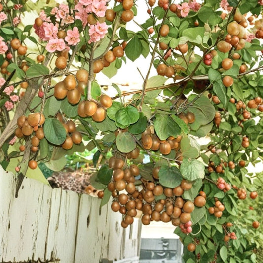 Tomuri Male Kiwi Vine Live Plant – Actinidia chinensis | Well-Rooted Starter Plant | Pollinator for Female Kiwi | Potted Vine | Hardy Fruit Vine