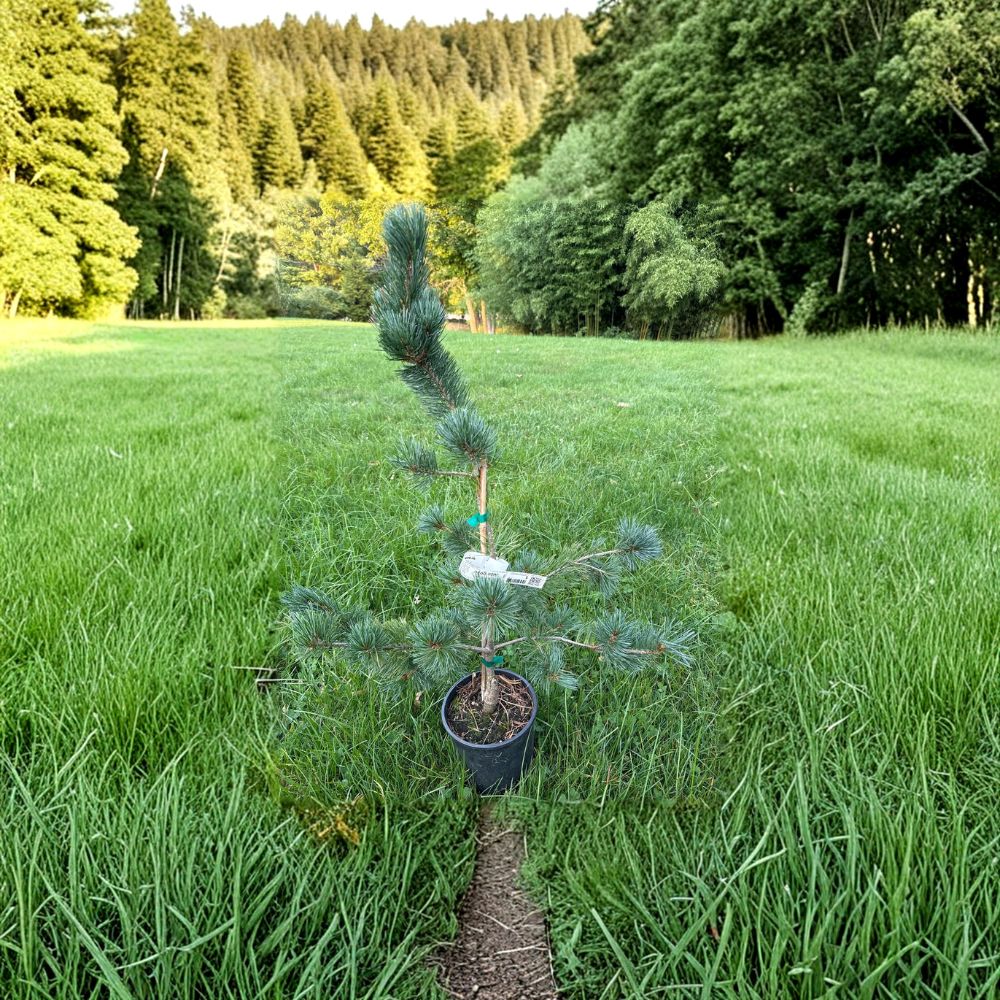 Aizu Goyo Japanese White Pine – Live Evergreen Conifer | 18 Inch Tall Plant | 1 Gallon Pot | Pinus parviflora