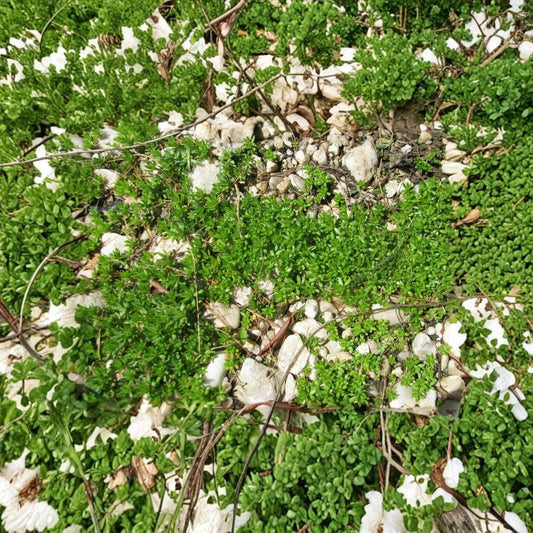Creeping Sedum Plants – 50 Live Groundcover Cuttings | Golden Yellow Sedum | 1–4 Inch Perennial Starters | Fast-Spreading Succulent Ground Cover