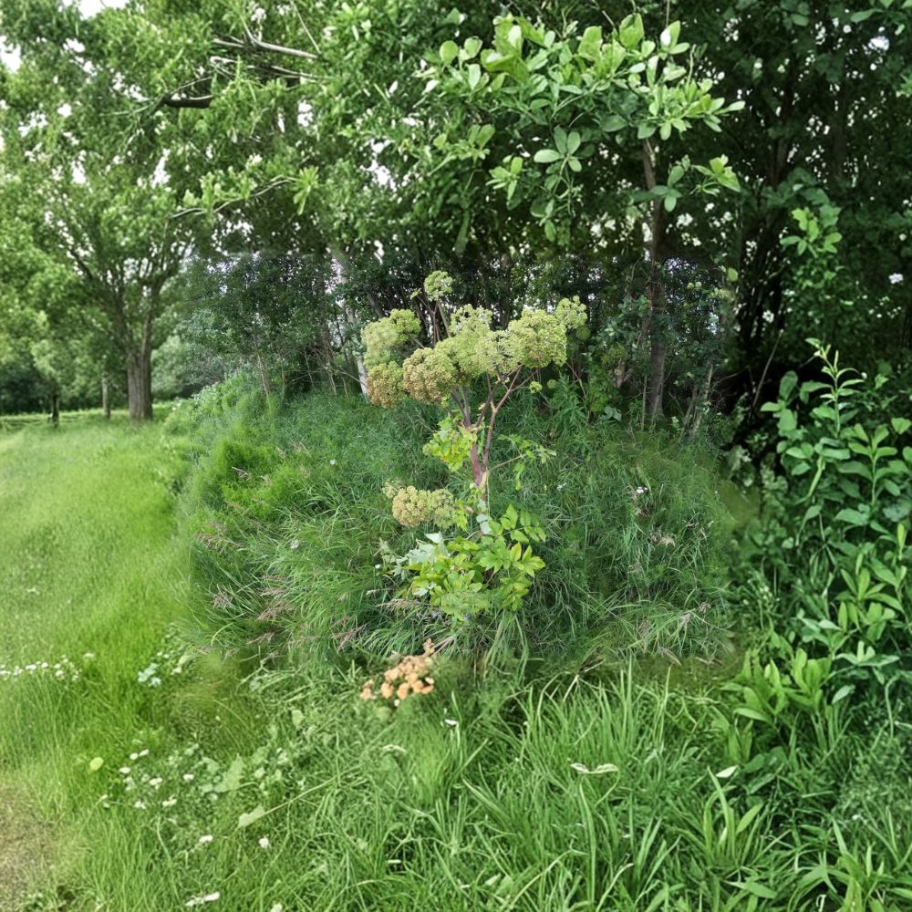 Angelica archangelica – Angelica Seeds | 50 Seeds | Norwegian Angelica Wild Celery | Herb & Pollinator Garden Friendly | Easy to Grow