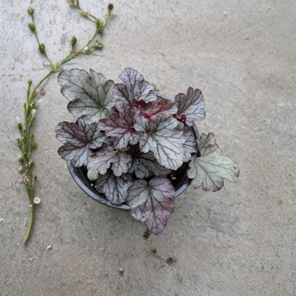 Coral Bells 'Spellbound' – Heuchera Live Bare Root Plant | Perennial Shade Garden | Colorful Foliage | Easy to Grow