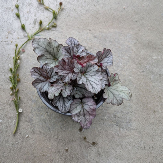 Coral Bells 'Spellbound' – Heuchera Live Bare Root Plant | Perennial Shade Garden | Colorful Foliage | Easy to Grow