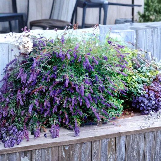 Black Knight Butterfly Bush – Live Buddleja davidii Plant | 6 Inch Pot | Deep Purple Flowers | Pollinator Shrub | Butterfly Garden Plant