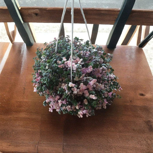 Callisia ‘Pink Lady’ Live Plant – Callisia repens | 2.5 Inch Pot | Pink & Green Trailing Vine | Turtle Vine Jewel Plant | Easy Care Indoor Houseplant