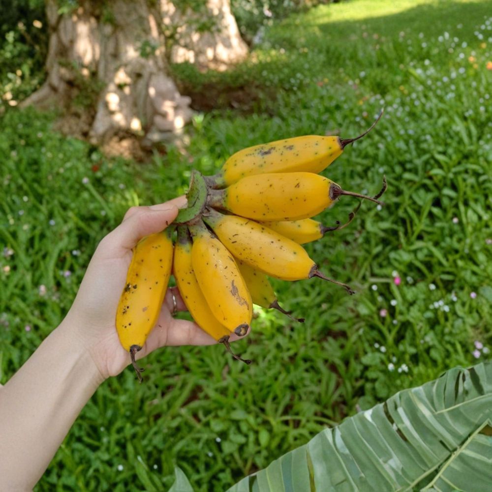 Truly Tiny Banana Plant – Musa acuminata Live Starter Plug | 3–6 Inches Tall | Bare Root | Dwarf Tropical Fruit Plant | Easy to Grow