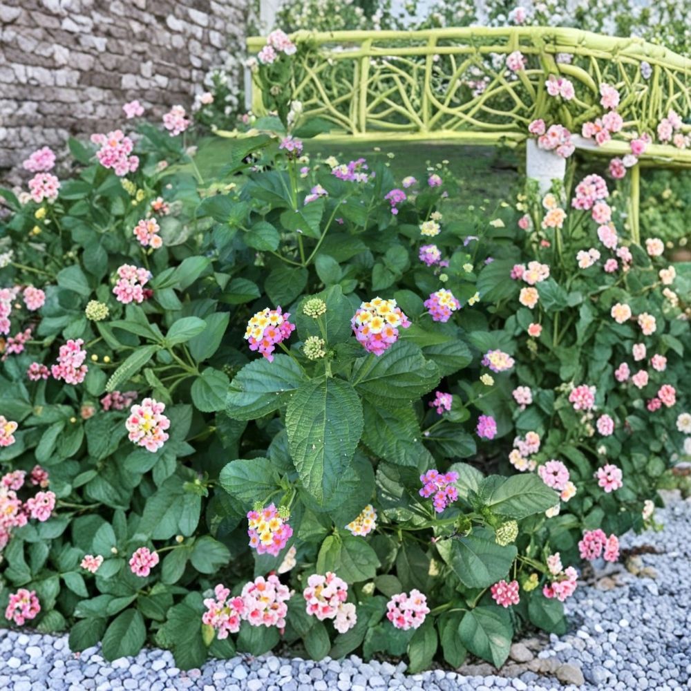 Live Ham and Egg Lantana Plant – 4 Inches Tall | Ships Bare Root (No Pot) | Two-Tone Flowering Shrub | Butterfly & Pollinator Friendly | Easy to Grow