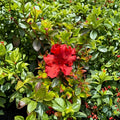 Azalea 'Girard’s Hot Shot' – Live Plant | Includes 1 Gallon Pot | Red Orange Evergreen Azalea | Spring Flowering Shrub | Compact Landscape Favorite