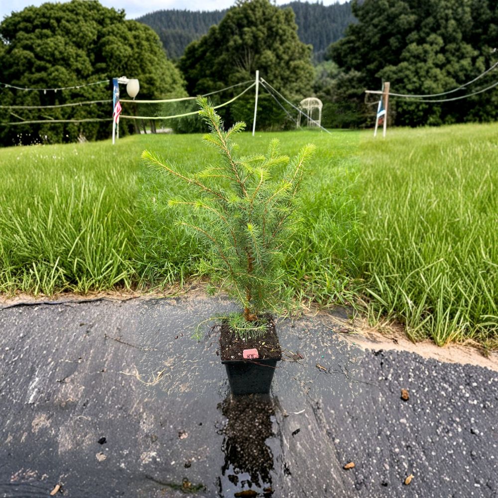 Serbian Spruce – Live Evergreen Conifer Tree | 10 Inch Tall Plant | 4 Inch Pot | Picea omorika | Elegant Narrow Landscape Tree