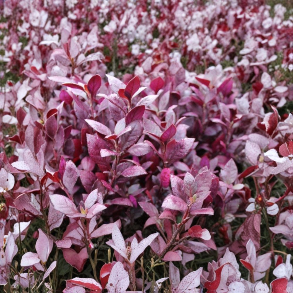 Alternanthera Little Ruby – 2 Live Plants | 4–6 Inch Starter Plants | Ruby Red Foliage Groundcover | Ships Without Pot | Tropical Ornamental Border Plant