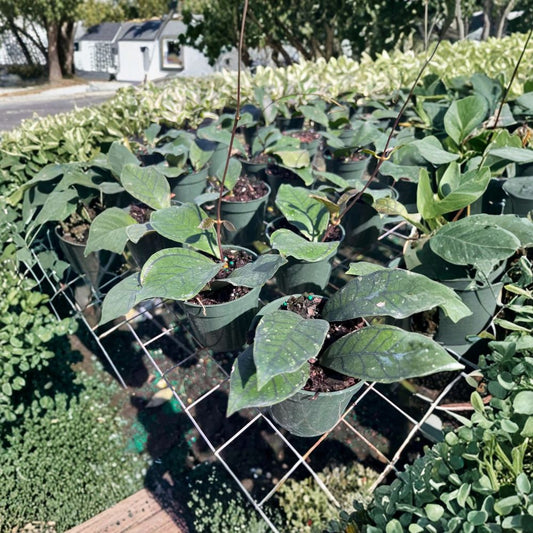 Hoya Callistophylla Vena Live Plant – 4” Pot | Rare Hoya Houseplant | Tropical Indoor & Outdoor Plant | Thick Veined Leaves | Trailing Hoya