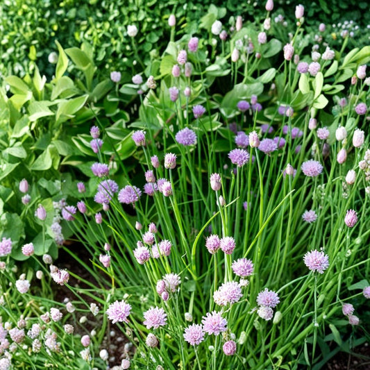 Purple Chive Plant Live Herb – Allium schoenoprasum | Edible Perennial Herb | 10 Live Plants | Pink-Purple Flowers | Culinary Garden Plant