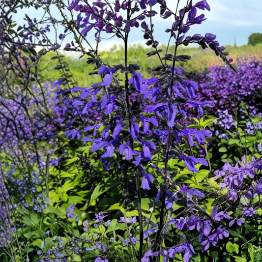 Set of 2 Black and Blue Salvia Live Plants – 5–9 Inches Tall – No Pot | Salvia guaranitica ‘Black and Blue’ | Cobalt Blue Flowers | Hummingbird Plant | Perennial Flower