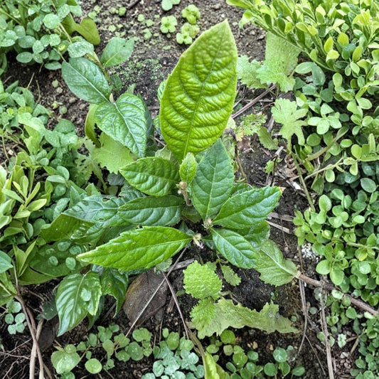 Loquat Fruit Trees – Eriobotrya japonica Live Starter Trees | Set of 2 | 5+ Inches Tall | Ships Without Pot | Ready to Plant