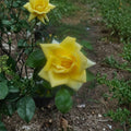 Oregold Grandiflora Rose – Live Yellow Rose Bush | 3 Gallon Plant | Grandiflora Garden Rose | Full Sun Landscape Shrub | Repeat Blooming Rose