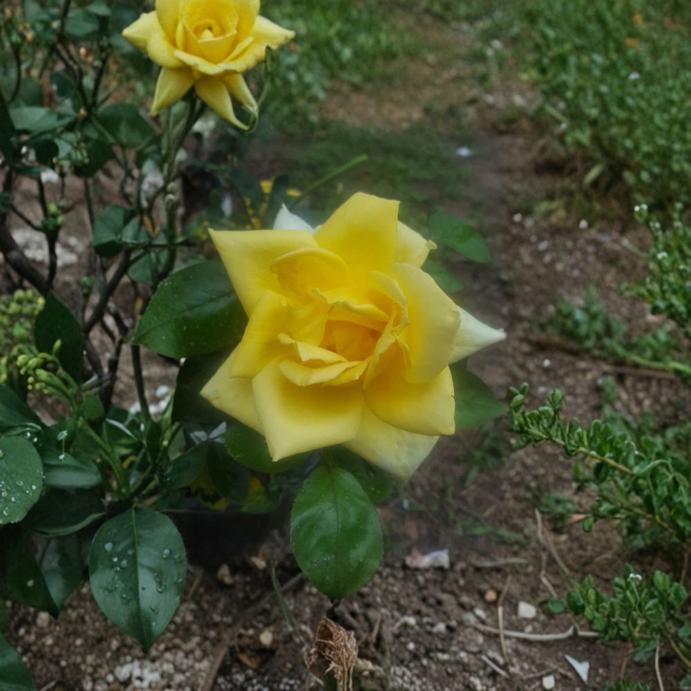 Oregold Grandiflora Rose – Live Yellow Rose Bush | 3 Gallon Plant | Grandiflora Garden Rose | Full Sun Landscape Shrub | Repeat Blooming Rose