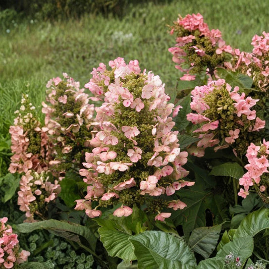 Munchkin Dwarf Oakleaf Hydrangea Live Plant – 1 Pint | Hydrangea quercifolia ‘Munchkin’ | Compact Flowering Shrub | White to Pink Blooms | Fall Foliage | Zones 5–9