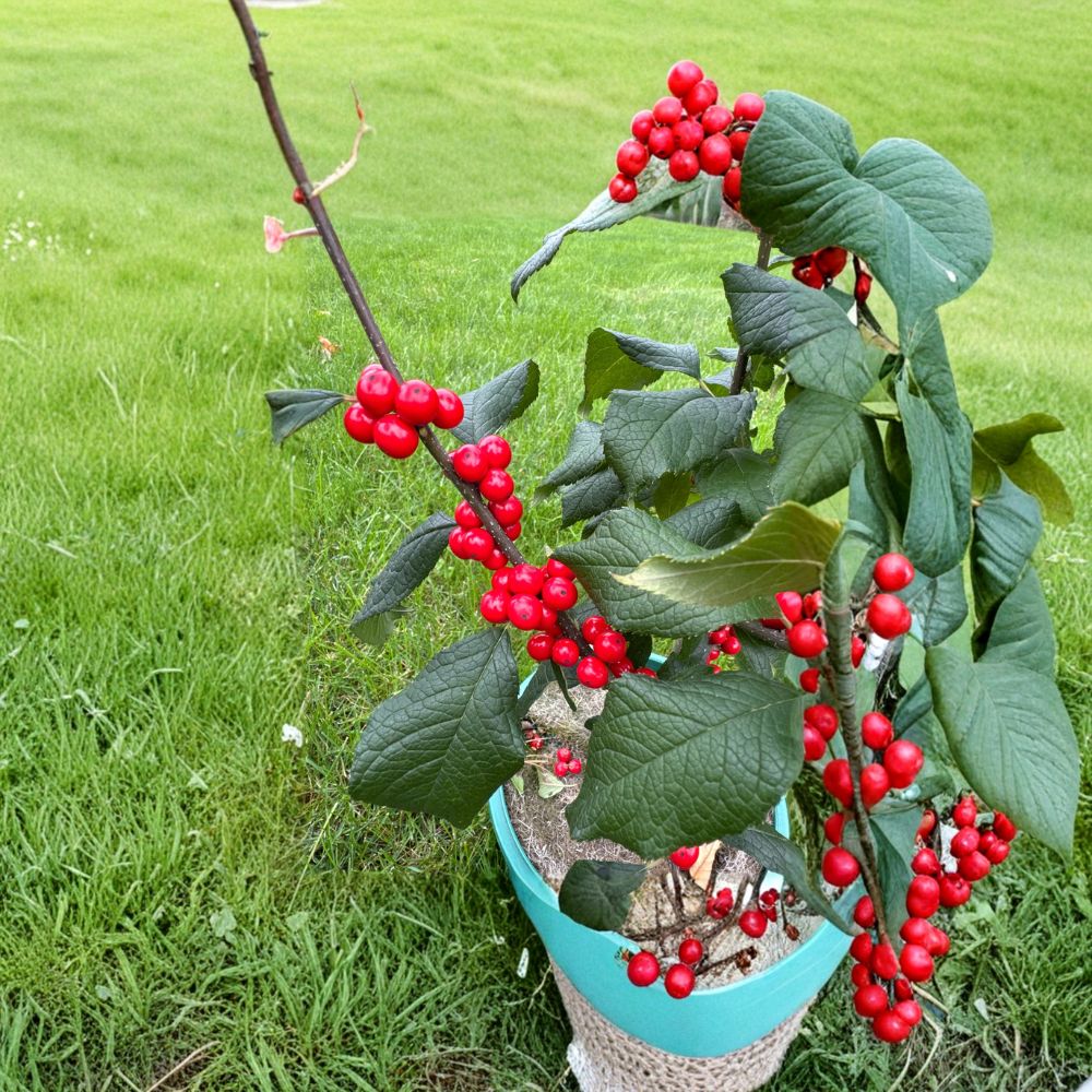Jolly Red Winterberry Holly – Live Native Shrub | 2 Gallon Pot Plant | Ilex verticillata | Bright Red Berry Winter Interest Plant