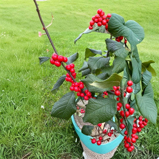 Jolly Red Winterberry Holly – Live Native Shrub | 2 Gallon Pot Plant | Ilex verticillata | Bright Red Berry Winter Interest Plant