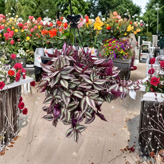 Tradescantia Zebrina Purple – 10 Live Unrooted Cuttings | 5 Inches Long | Wandering Dude | Easy-to-Propagate Houseplant