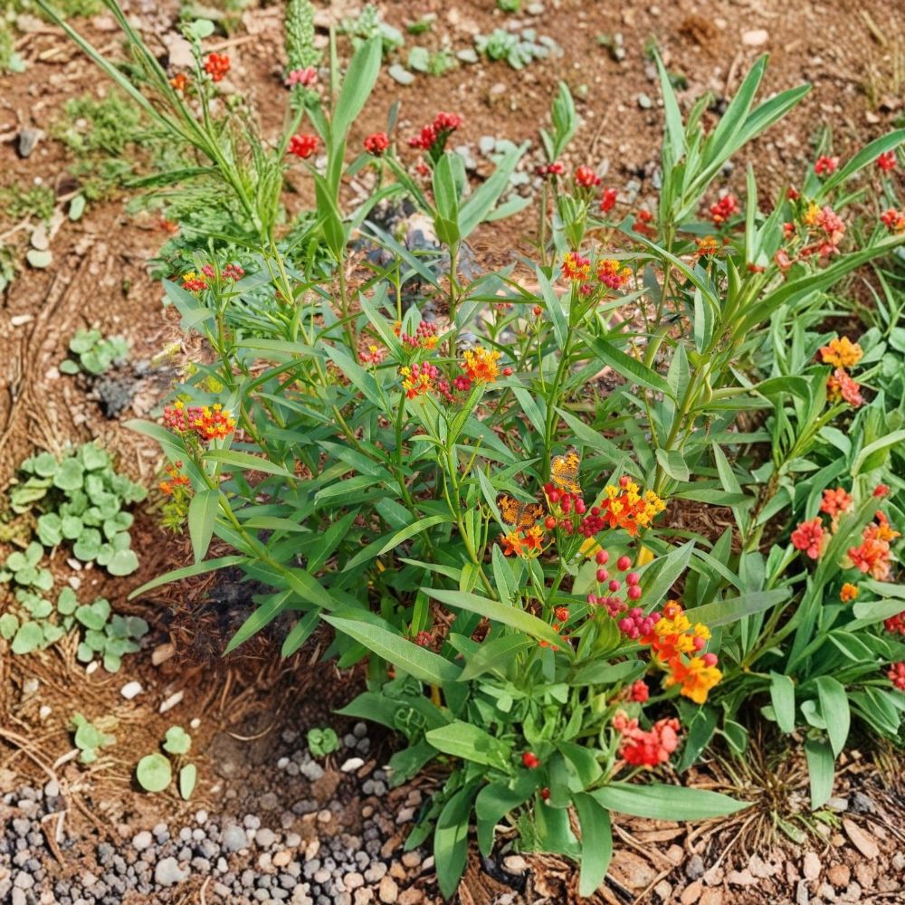 Tropical Milkweed Live Plant – Asclepias curassavica | 3–6 Inch Starter | Red Orange Yellow Flowers | Butterfly Garden Plant | Ships Without Pot