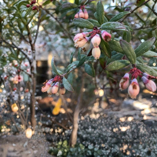 Darrow Blueberry Live Plant – Vaccinium corymbosum | 3–8 Inch Starter | 3 Inch Pot | Sweet Large Fruit | Self-Pollinating Highbush