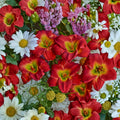 Red Hot Returns Daylily – 3 Bare Root Plants | Reblooming Red Hemerocallis | Long Blooming Perennial Flowers