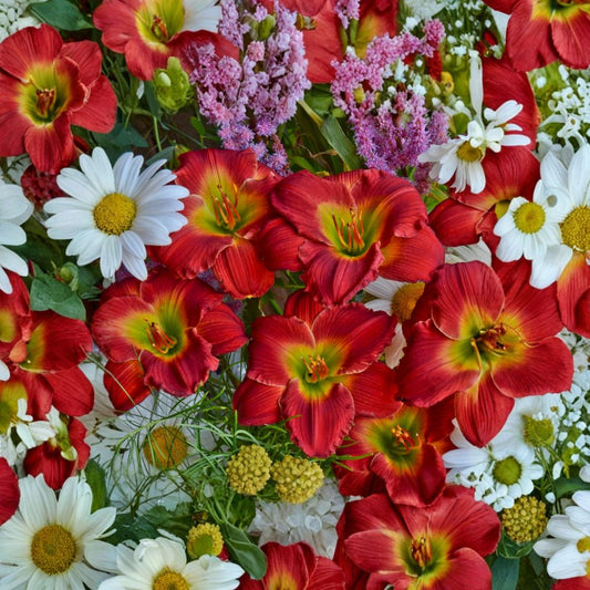 Red Hot Returns Daylily – 3 Bare Root Plants | Reblooming Red Hemerocallis | Long Blooming Perennial Flowers