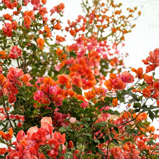 Sundown Orange Bougainvillea – Set of 4 Live Rooted Plants | 4–6 Inch Starters | Orange Peach Blooms | Tropical Flowering Vine | No Pot
