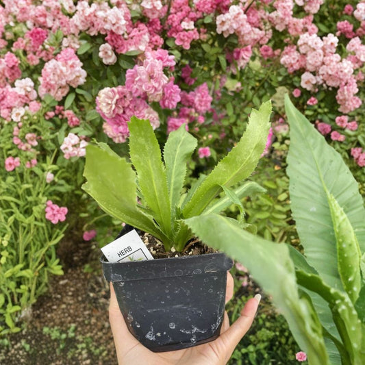 Culantro Live Plants – 2–3 Plants per Pot | Ngo Gai | Eryngium foetidum | 3.5 Inch Pot | Fresh Culinary Herb | Tropical Herb Garden