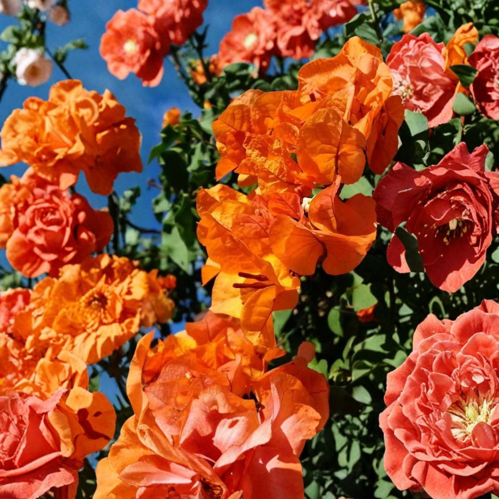 Bengal Orange Variegated Bougainvillea – Bougainvillea Live Starter Plant | Well-Rooted Plug | Ships in Nursery Pot | Tropical Flowering Vine | Easy to Grow