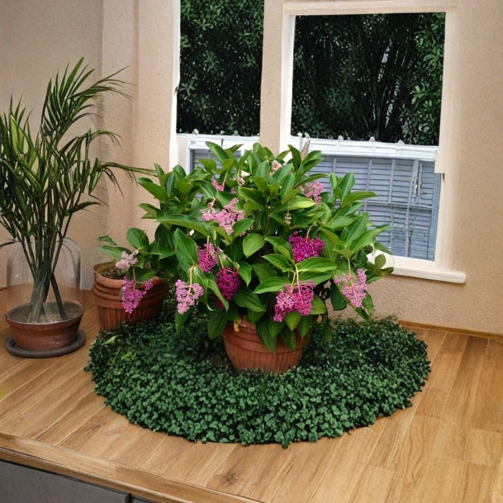 Medinilla Myriantha Live Plant – Malaysian Orchid | Malaysian Grapes | Rare Flowering Plant | Well Rooted & Potted | Pink Purple Blooms | Tropical Houseplant