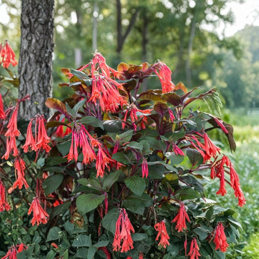 Gartenmeister Fuchsia Live Plant – Fuchsia ‘Gartenmeister Bonstedt’ | 6–12 Inch Starter | 5 Inch Pot | Coral-Orange Tubular Flowers | Hummingbird Plant | Shade Garden