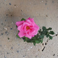 Perfume Delight Hybrid Tea Rose – Live Pink Rose Bush | 3 Gallon Plant | Fragrant Hybrid Tea Rose | Full Sun Garden Shrub | Repeat Blooming Rose