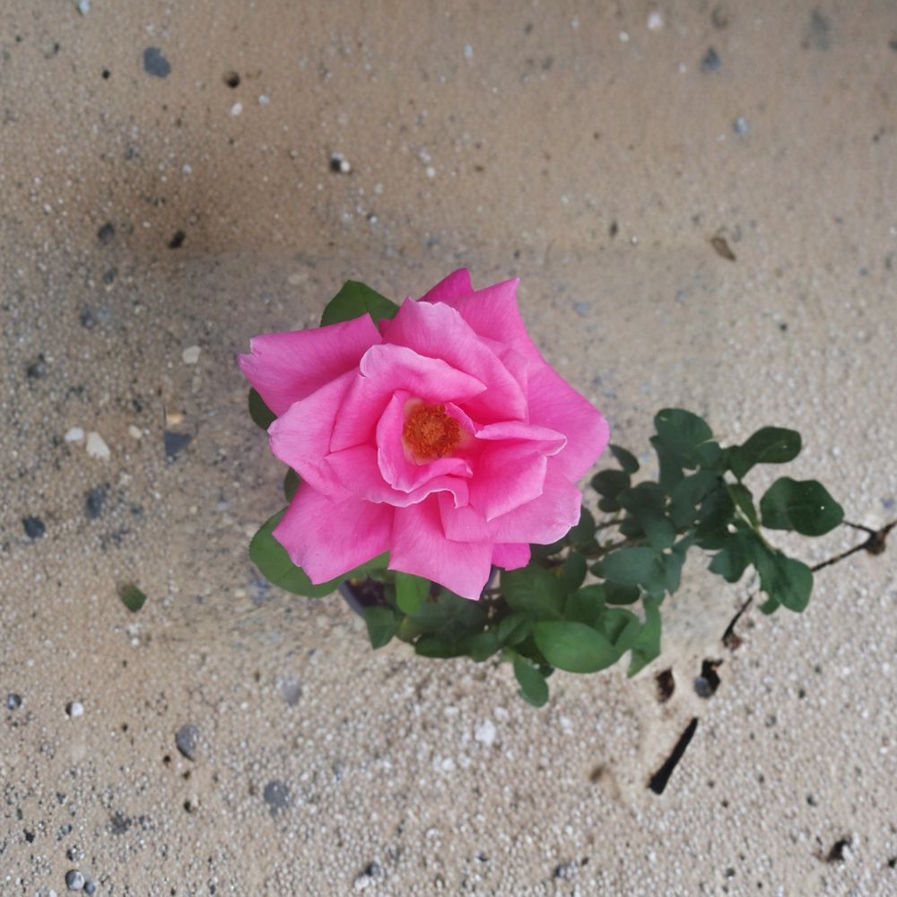 Perfume Delight Hybrid Tea Rose – Live Pink Rose Bush | 3 Gallon Plant | Fragrant Hybrid Tea Rose | Full Sun Garden Shrub | Repeat Blooming Rose