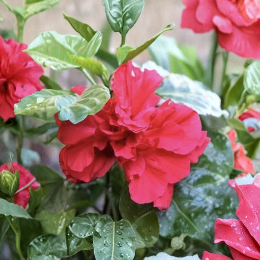 Double Red Tropical Hibiscus Live Plant – Hibiscus rosa-sinensis | 10–14 Inch Bush | Double Red Flowers | Tropical Flowering Shrub | Landscape Plant