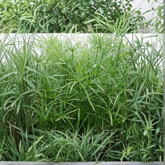 Live Dwarf Umbrella Palm – Tropical Marginal Pond Plant | 12 to 24 Inches Tall | Ships in Nursery Pot | Water Garden Plant | Buy 2 Get 1 Free