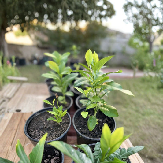 Lemon Tree Live Plant – Citrus Fruit Tree | Potted Lemon Plant | Home Garden & Indoor/Outdoor Plant | Fresh Citrus Tree