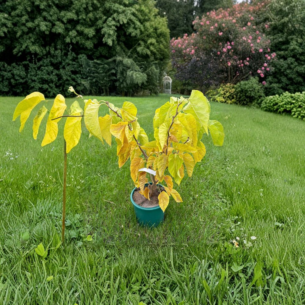 Contorted Mulberry – Live Ornamental Tree | 18 Inch Tall Plant | 2 Gallon Pot | Morus alba 'Contorta' Twisted Branch Tree