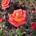 Mikado Hybrid Tea Rose – Live Scarlet Yellow Rose Bush | 2 Gallon Plant | Bi-Color Hybrid Tea Rose | Full Sun Garden Shrub | Repeat Blooming Rose