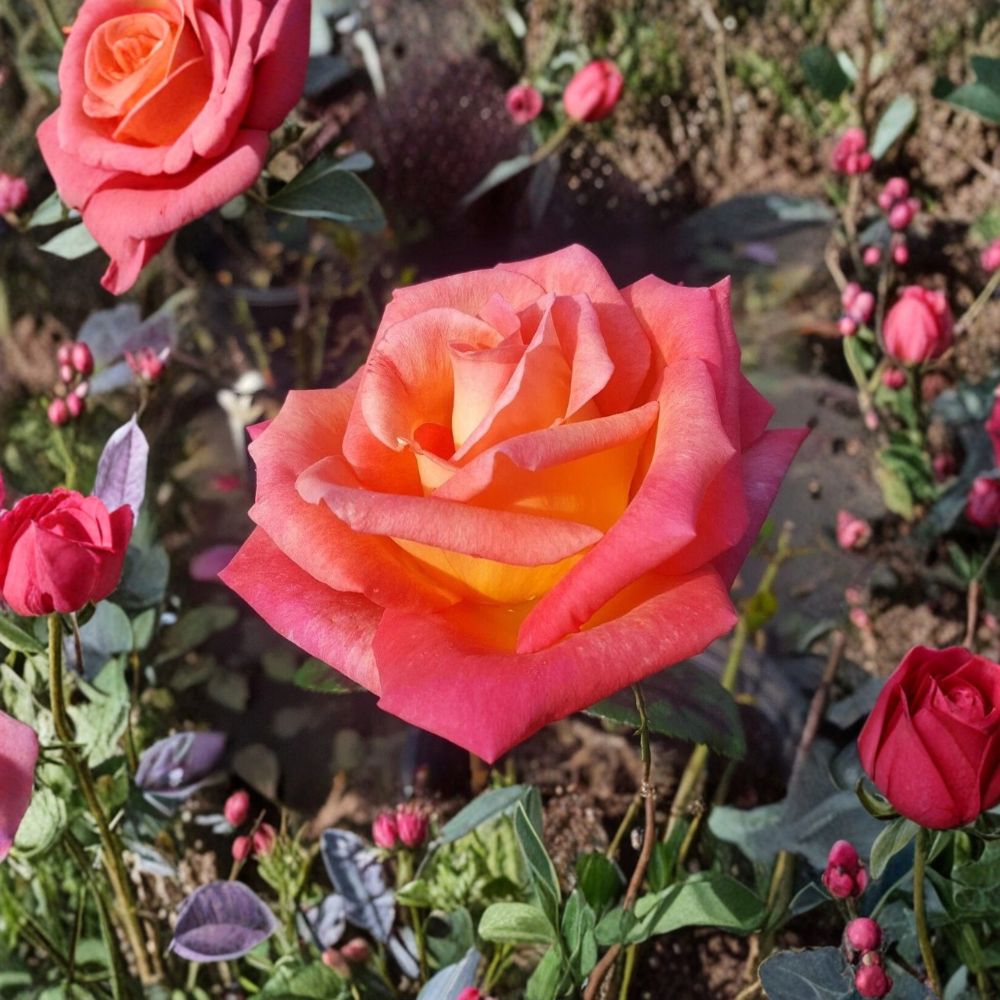 Mikado Hybrid Tea Rose – Live Scarlet Yellow Rose Bush | 2 Gallon Plant | Bi-Color Hybrid Tea Rose | Full Sun Garden Shrub | Repeat Blooming Rose