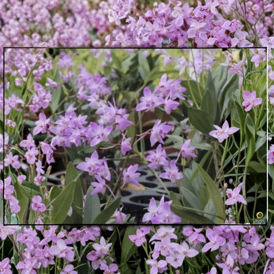 Dendrobium Kingianum Orchid Live Plants – 2 Pack | Fragrant Blooms | Dendrobium Orchid | Live Orchid Starter | Easy-Care Flowering Plant | Orchid Gift
