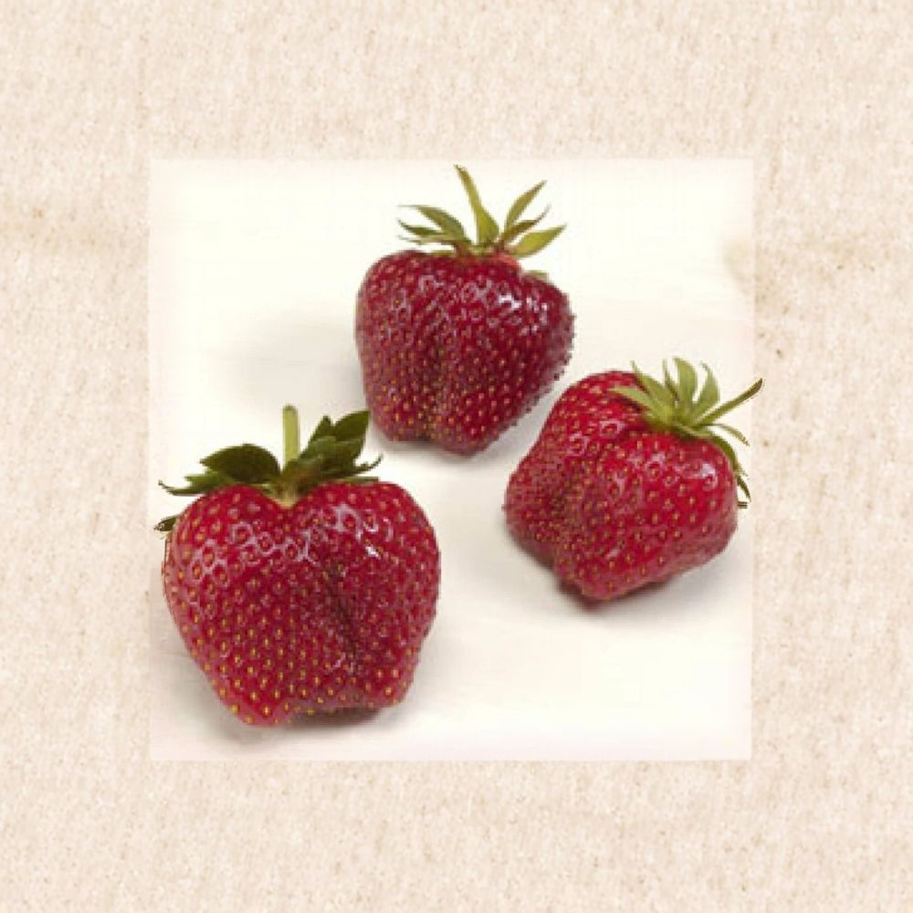 AC Wendy Strawberry Plants – Fragaria × ananassa Live Bare Root Plants | Lot of 25 | June-Bearing Strawberry | Large Sweet Berries | Easy to Grow