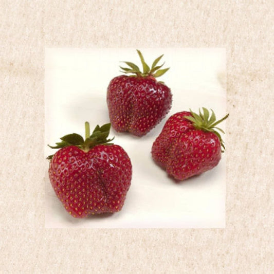 AC Wendy Strawberry Plants – Fragaria × ananassa Live Bare Root Plants | Lot of 25 | June-Bearing Strawberry | Large Sweet Berries | Easy to Grow