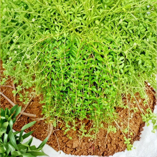 Sedum Sarmentosum – 50 Live Cuttings | Fast-Growing Creeping Stonecrop | Perennial Ground Cover | Drought-Tolerant Succulent